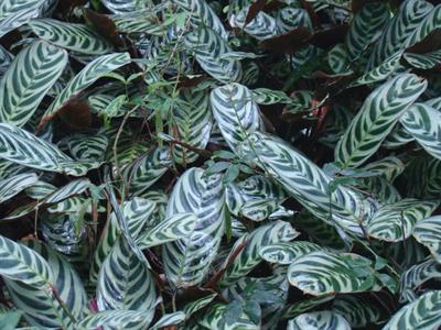 Ctenanthe burle-mar